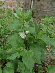 Lamium album