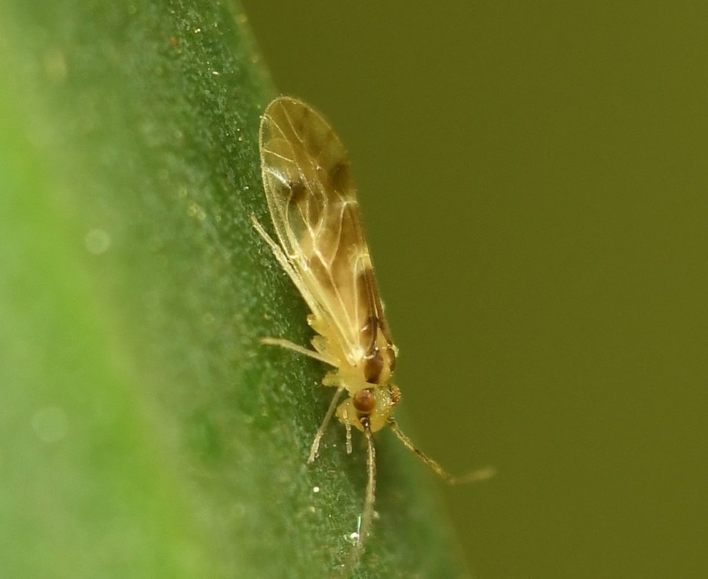 Valenzuela subflavus