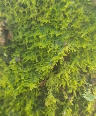 Metzgeria consanguinea