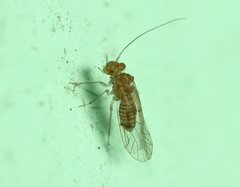 Lachesillidae