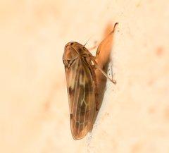 Agallia albidula