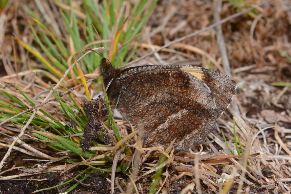Panyapedaliodes monticola