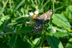 Burnsius orcynoides