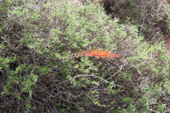 Astroloba rubriflora