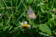 Burnsius orcynoides