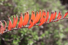 Astroloba rubriflora