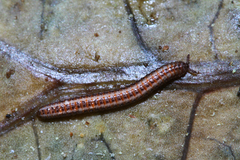 Siphonotidae