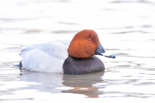 Porrón europeo (Aythya ferina)