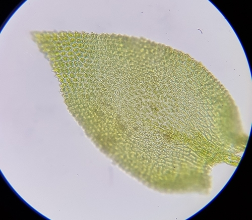 Image of Heterocladium heteropterum by (c) Helen Waterman, some rights reserved (CC BY)