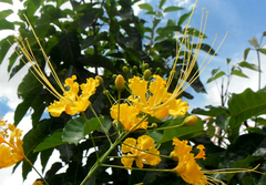 Caesalpinia pulcherrima flava