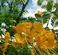 Caesalpinia pulcherrima flava