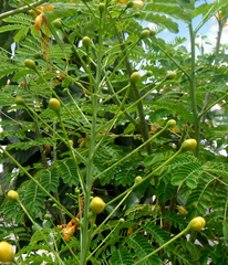 Caesalpinia pulcherrima flava