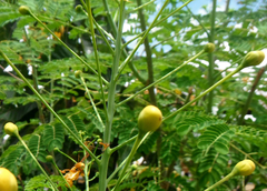 Caesalpinia pulcherrima flava