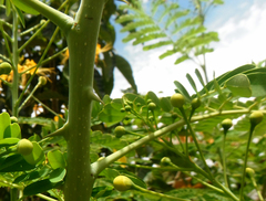 Caesalpinia pulcherrima flava