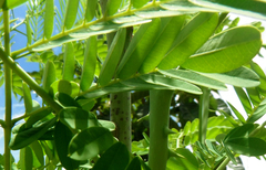 Caesalpinia pulcherrima flava