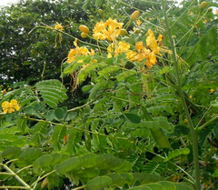 Caesalpinia pulcherrima flava