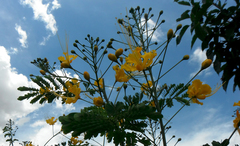 Caesalpinia pulcherrima flava
