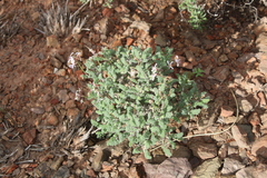 Pelargonium alternans alternans