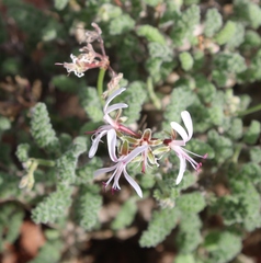 Pelargonium alternans alternans