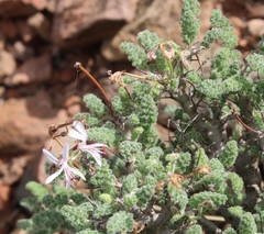 Pelargonium alternans alternans