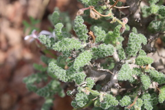 Pelargonium alternans alternans