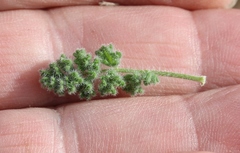 Pelargonium alternans alternans