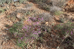 Drosanthemum karrooense