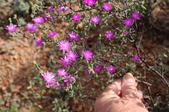 Drosanthemum karrooense