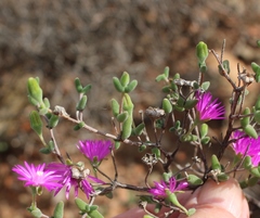 Drosanthemum karrooense