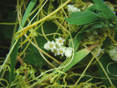 Cuscuta chinensis
