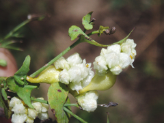 Cuscuta chinensis