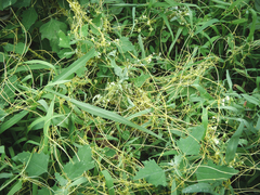 Cuscuta chinensis