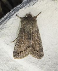 Orthosia populeti