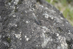 Cosmodela separata