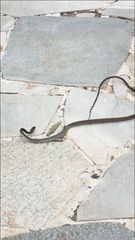 Chironius flavolineatus