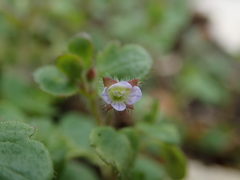 Veronica sublobata