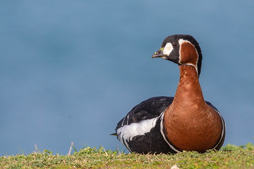 Red-breasted Goose, photo 8 of 10