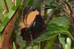 Pedaliodes praxithea