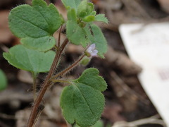 Veronica sublobata