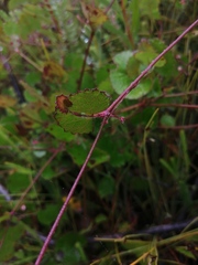 Centella eriantha