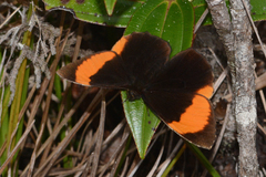 Pedaliodes praxithea