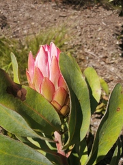 Protea × hybrida