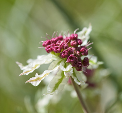 Lomatium hooveri