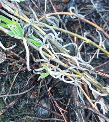 Trichodiadema gracile