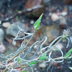 Trichodiadema gracile