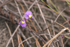 Utricularia welwitschii