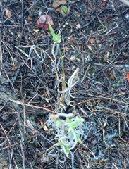 Trichodiadema gracile