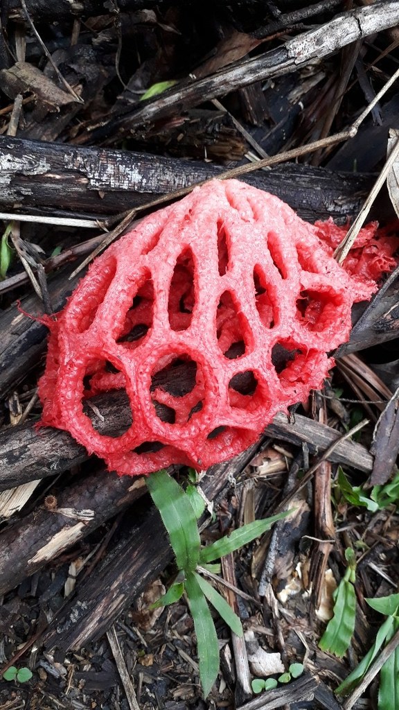 Clathrus cristatus · November 2019 · photo: © carlosvidigal (iNaturalist, cc-by-sa)