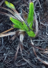 Hypoxis floccosa