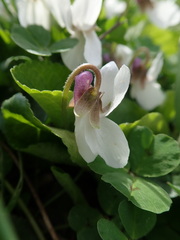 Viola odorata